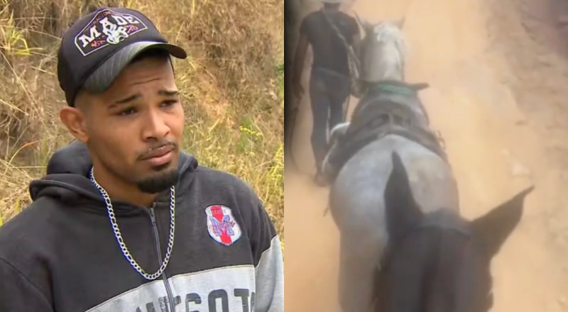 Homem que decepou patas de cavalo é condenado a 11 meses de prisão por maus-tratos