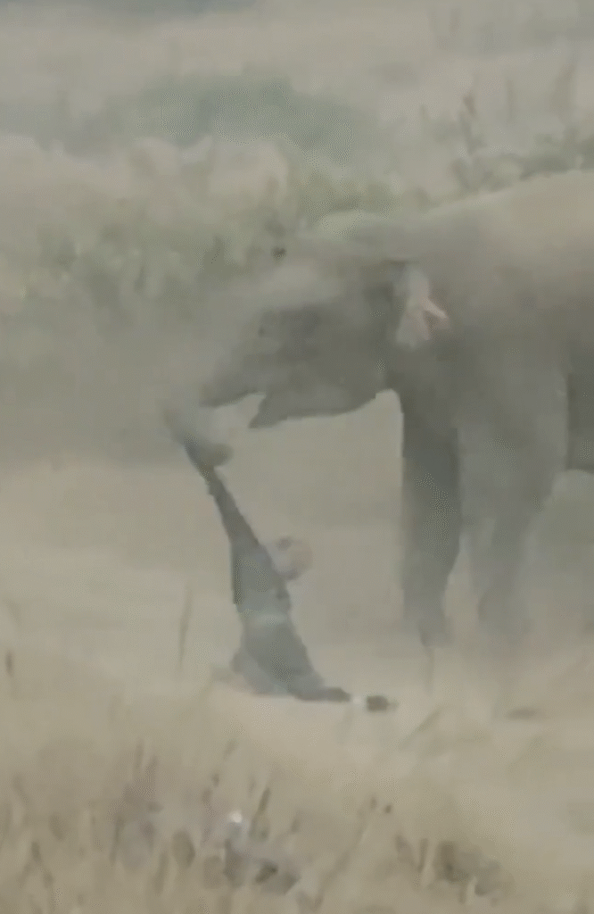 Jovem que filmava a vida selvagem é atacado brutalmente por elefante; veja vídeo