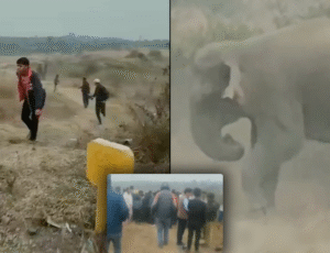 Jovem que filmava a vida selvagem é atacado brutalmente por elefante; veja vídeo