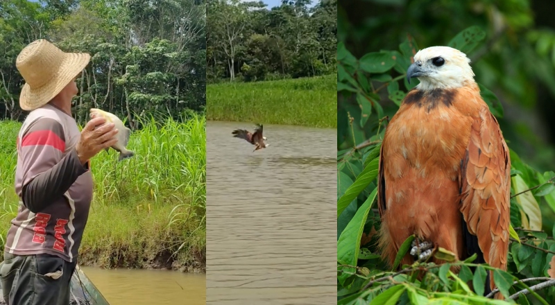 “Vai, Parceiro!”: pescadores do AM dão piranha bem suculenta para gavião que ajuda a pegar os peixes; veja vídeo