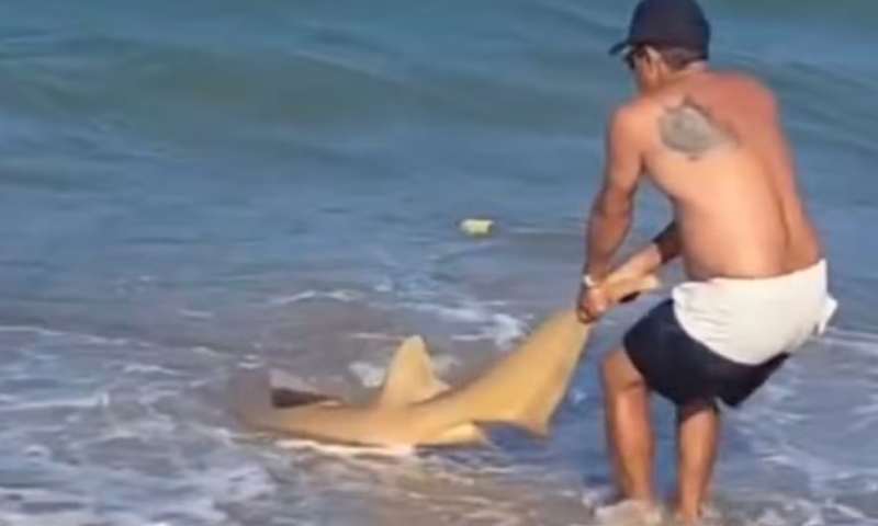 Tubarão é retirado do mar por pescadores em Pernambuco; veja vídeo