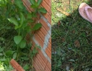 Urgente: mulher é encontrada m0rta no bairro Manoa