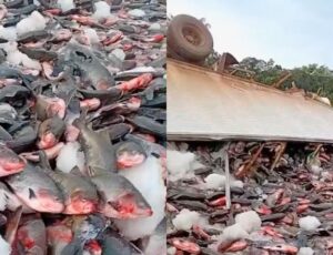 Carreta que transportava tambaquis tomba na BR-319: "é muito peixe"; veja vídeo