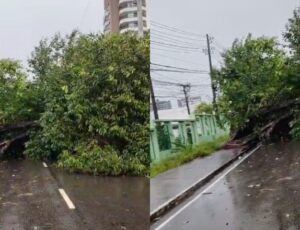 Urgente: Árvore cai e bloqueia a Avenida Darcy Vargas; trânsito fica caótico; veja vídeo