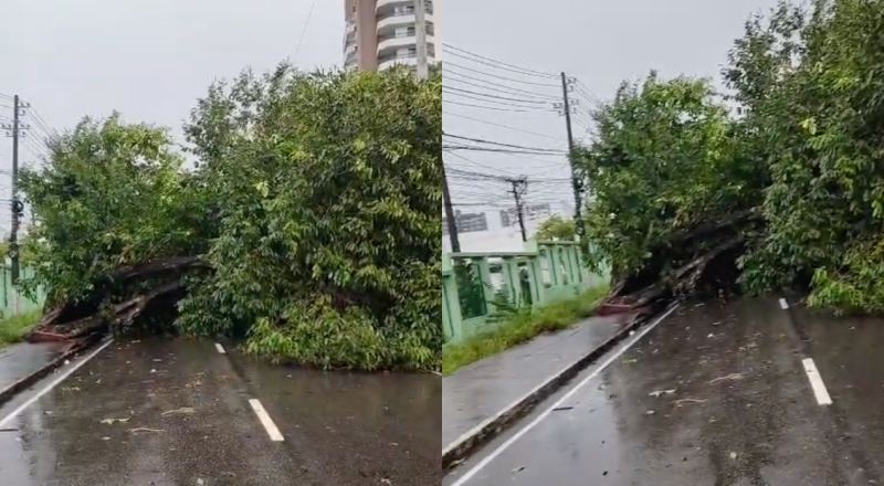 Urgente: Árvore cai e bloqueia a Avenida Darcy Vargas; trânsito fica caótico; veja vídeo