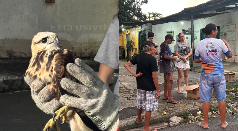 Moradores se mobilizam para salvar gavião atropelado no bairro Parque 10; veja vídeo