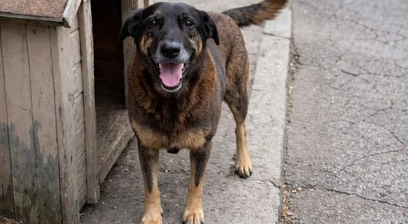 TJ de Santa Catarina manda excluir posts que expõem suspeitos da morte de cão Orelha