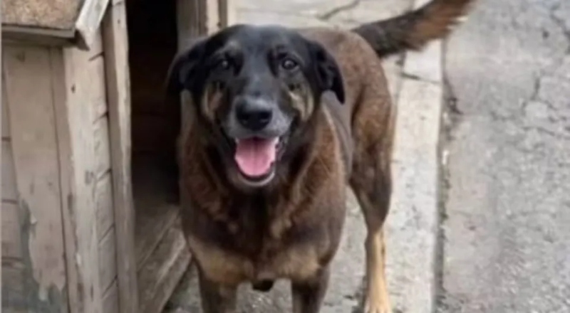 Morte do cão Orelha mobiliza manifestantes em protestos neste domingo (1)