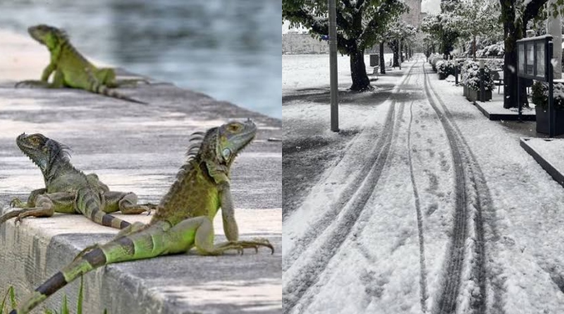 Autoridades da Flórida lançam campanha para resgatar iguanas congeladas durante onda de frio nos EUA