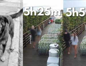 Caso Orelha: polícia conclui que apenas um dos adolescente agrediu cachorro