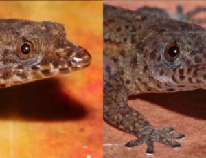 'Beleza rara': Lagartixa-de-recife da Flórida entra para a lista de espécies ameaçadas de extinção; veja vídeo