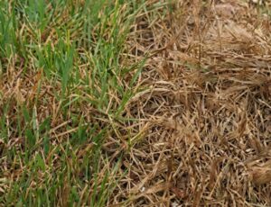 Urgente: corpo com sinais de tortura é desovado no Puraquequara; veja vídeo