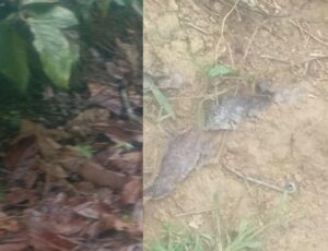 Urgente: homem é encontrado decapitado em Boa Vista do Ramos; veja vídeo