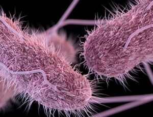 Flórida está entre os estados norte-americanos afetados por salmonela resistente a medicamentos