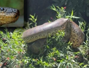 "Olha a bichona!": Sucuri gigante assusta atletas durante treino de canoagem; veja vídeo
