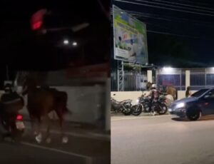 Motoboy doma um dos cavalos da PM após fogos assustarem animais e deixarem policial ferida em Manaus; veja vídeo