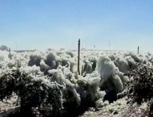 Prejuízo bilionário: frio extremo destrói safras na Flórida e deixa rombo de US$ 3,17 bilhões