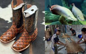 Do Amazonas para os EUA: botas de escama de pirarucu fazem sucesso no Texas e financiam a pesca sustentável