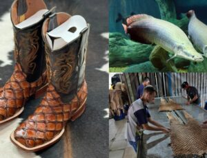 Do Amazonas para os EUA: botas de escama de pirarucu fazem sucesso no Texas e financiam a pesca sustentável