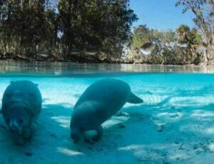 Mais de 30 de peixes-boi morrem devido ao frio extremo na Flórida