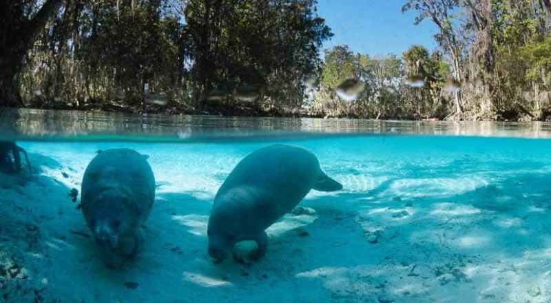 Mais de 30 de peixes-boi morrem devido ao frio extremo na Flórida