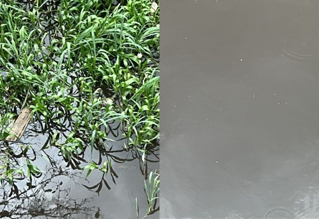 Urgente: corpo de uma mulher é encontrado boiando no Igarapé do bairro São Jorge; veja vídeo