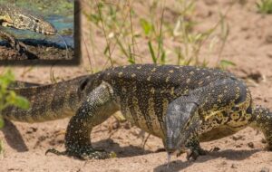 Lagarto africano de até dois metros invade a Flórida e ameaça biodiversidade local; veja vídeo