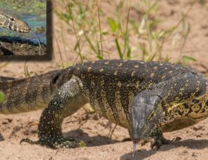 Lagarto africano de até dois metros invade a Flórida e ameaça biodiversidade local; veja vídeo