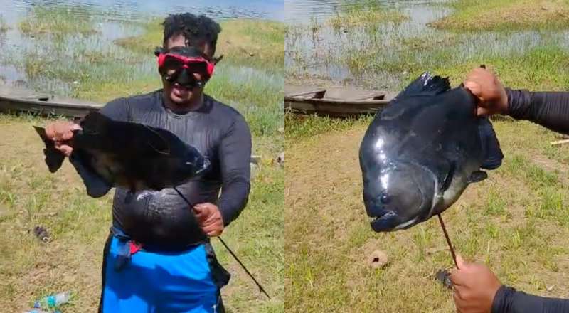 Assustador: pescador fisga piranha-preta ‘gigante’ no Lago do Miriti, em Manacapuru; veja vídeo