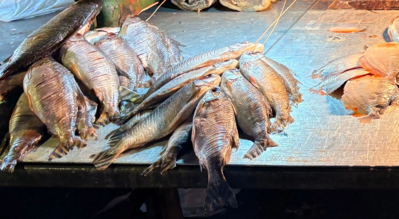 Jaraqui é reconhecido como Patrimônio Cultural Imaterial do Amazonas