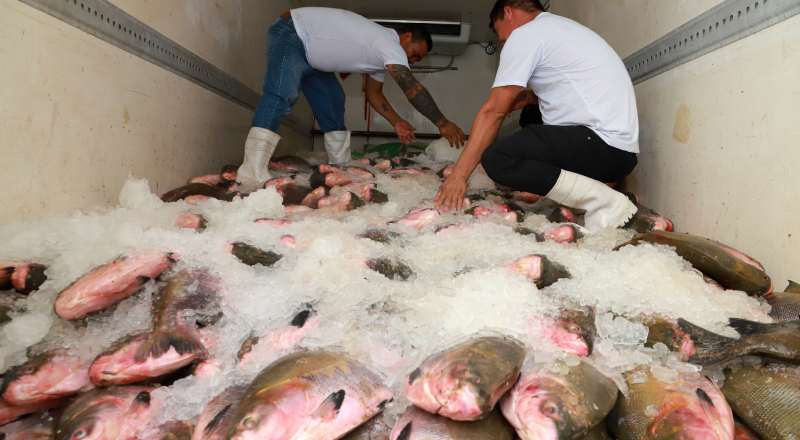 Prefeitura de Manaus inicia entrega de 100 toneladas de pescado e beneficia 40 mil famílias na Semana Santa