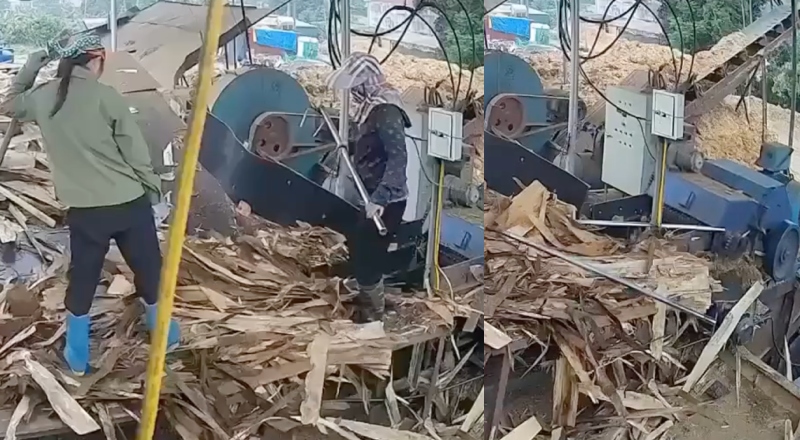 Tragédia: funcionária de serraria é sugada por triturador de madeira; veja vídeo
