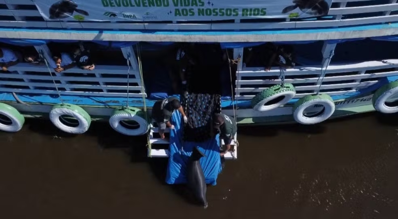 Peixes-bois são devolvidos à natureza após até dez anos de reabilitação no Amazonas