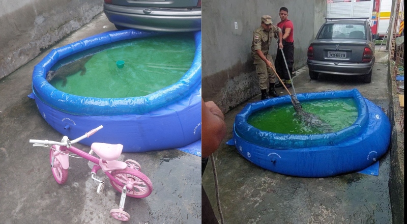 Dona de casa encontra jacaré na piscina das crianças no bairro São José, em Manaus; veja vídeo