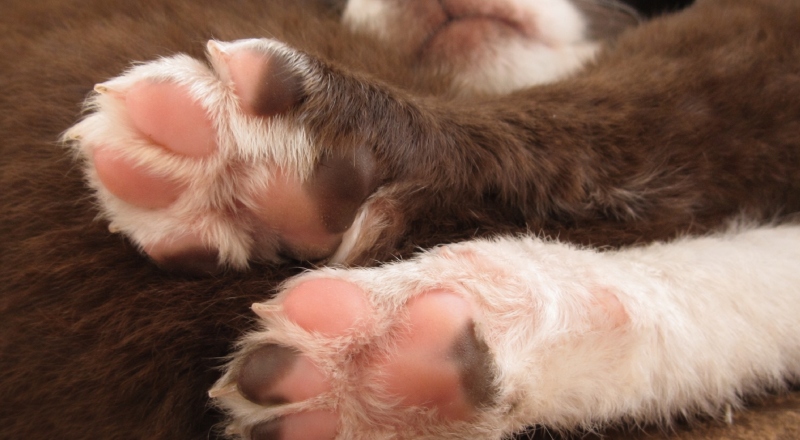 Crueldade: homem é denunciado por matar filhotes de cães a golpes de pé de cabra no AM