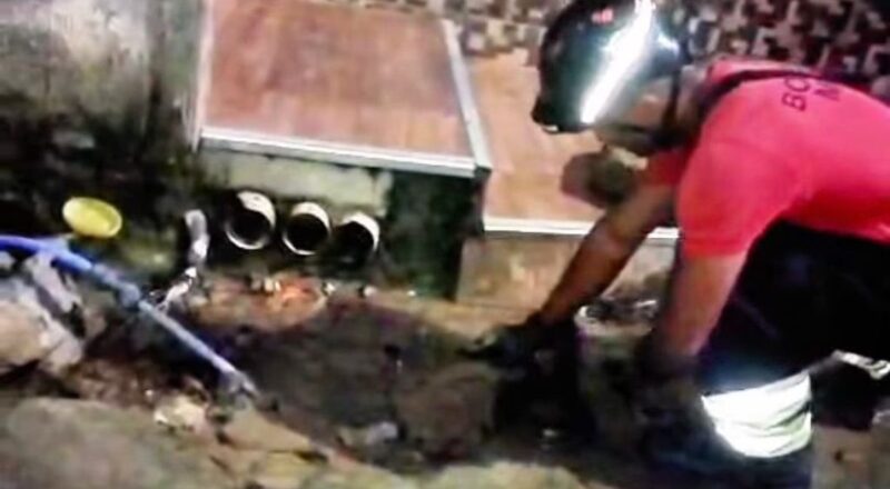 Sucuri gigante é encontrada em frente a casa e assusta moradores em Manaus; veja vídeo