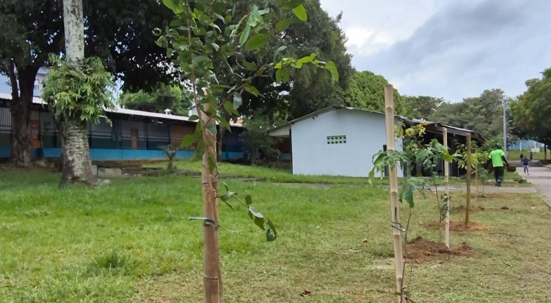 Prefeitura realiza manutenção da arborização e planta 2 mil mudas no CSU do Parque 10