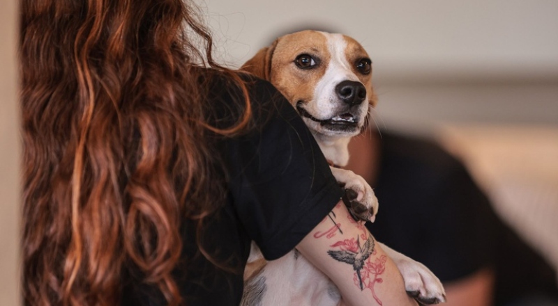 Governo Federal sanciona lei que define normas para “guarda compartilhada” de pets; veja detalhes