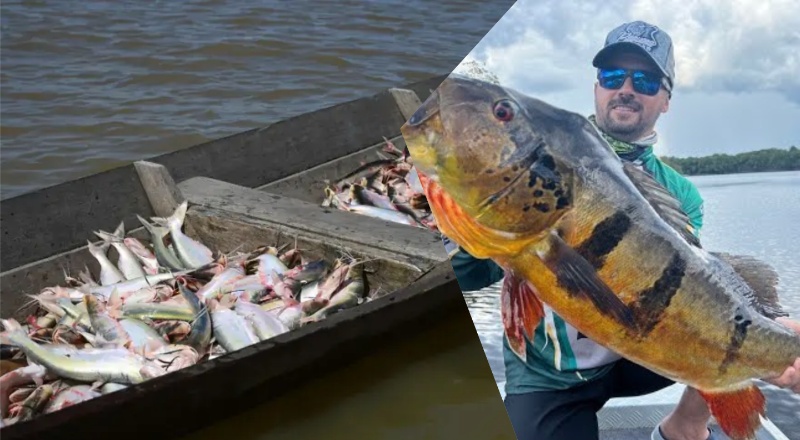 O Rio que alimenta e lucra: O raio-x do setor pesqueiro do Amazonas em 2026