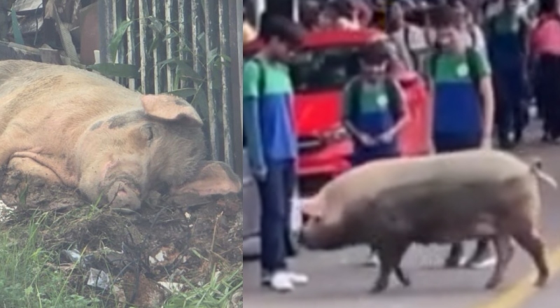Após “Babyzão” ser atropelado, moradores se organizam para cuidar do porco mais querido do Armando Mendes; veja vídeo