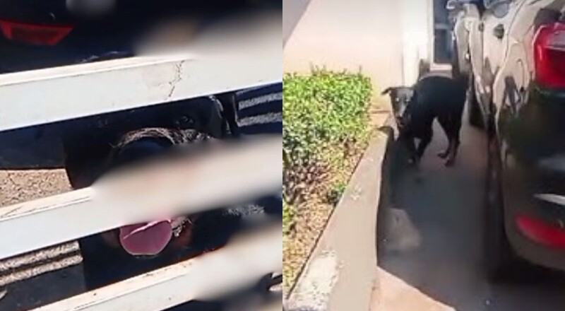 Menino de 4 anos morre após ser atacado por rottweiler do vizinho; veja vídeo