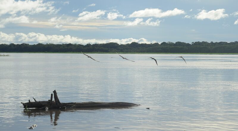 MP do Amazonas fiscaliza ações preventivas para o período de cheia em Anamã