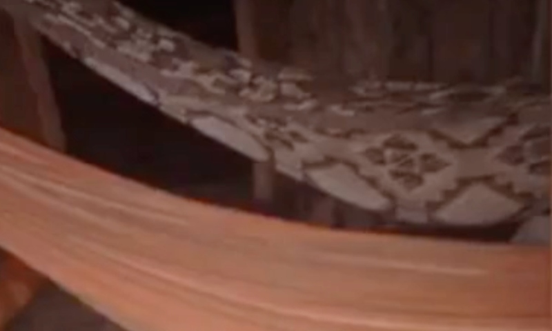 “Pegaram eles de surpresa”: irmãos são assassinados em casa usada como point para o uso de drogas, na beira do rio; veja vídeo