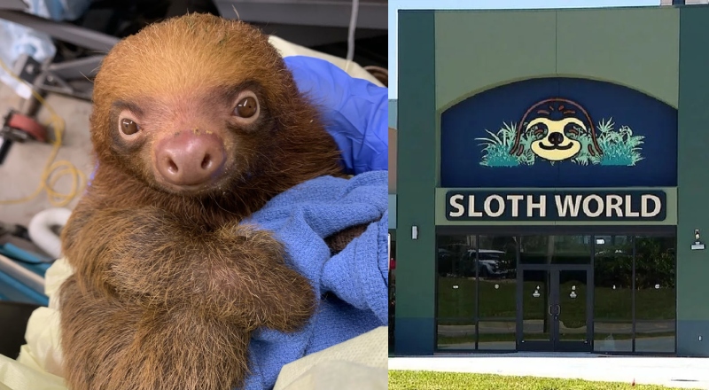 Tragédia na Flórida: atração “Sloth World” fecha as portas após morte de 31 bichos-preguiça