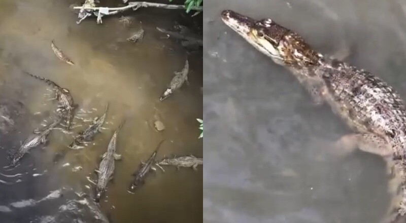 “O igarapé mais fraco de Manaus”: moradores flagram mais de 11 jacarés se refrescando juntos; veja video