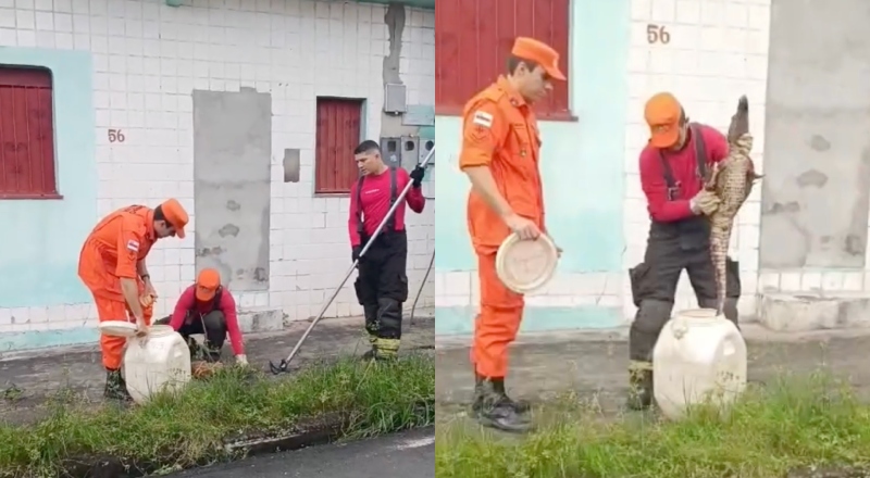 “Lacoste” é resgatado por bombeiros no bairro Cidade Nova; veja vídeo