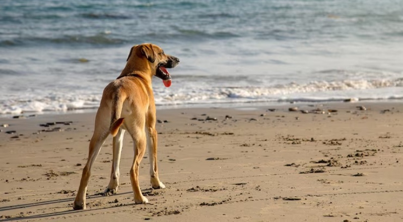 Cães poderão ser aceitos para passear em Praia na Flórida após proibição de 70 anos
