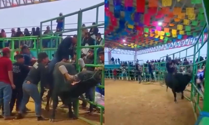 Rodeio termina em tragédia: veja momento em que homem é atacado por boi
