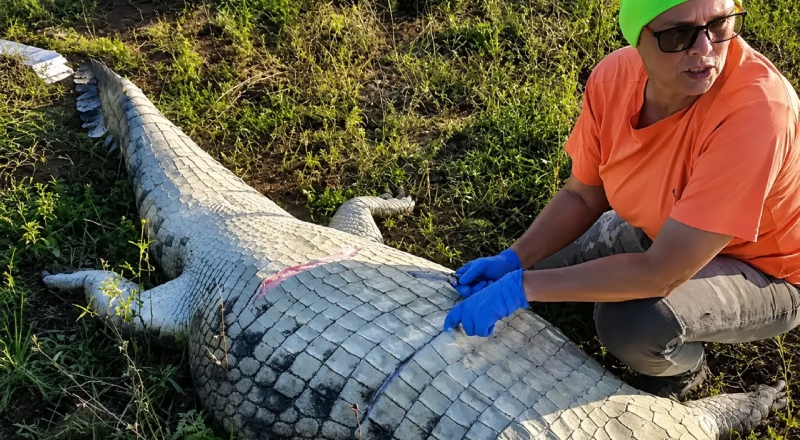 Exames de DNA confirmam que empresário desaparecido foi devorado por crocodilo