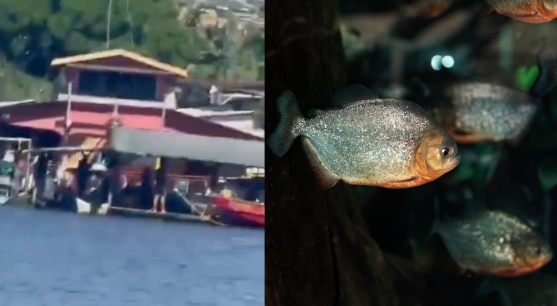 Tragédia: homem morre afogado e tem corpo devorado por piranhas em Iranduba; veja vídeo